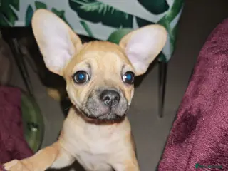 Chihuahua dogs Chihuahua pure breed adorable puppy - Advert 6