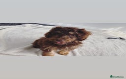 Cockapoo dogs for sale: Quality health tested miniature cockapoo girl! - Image 13