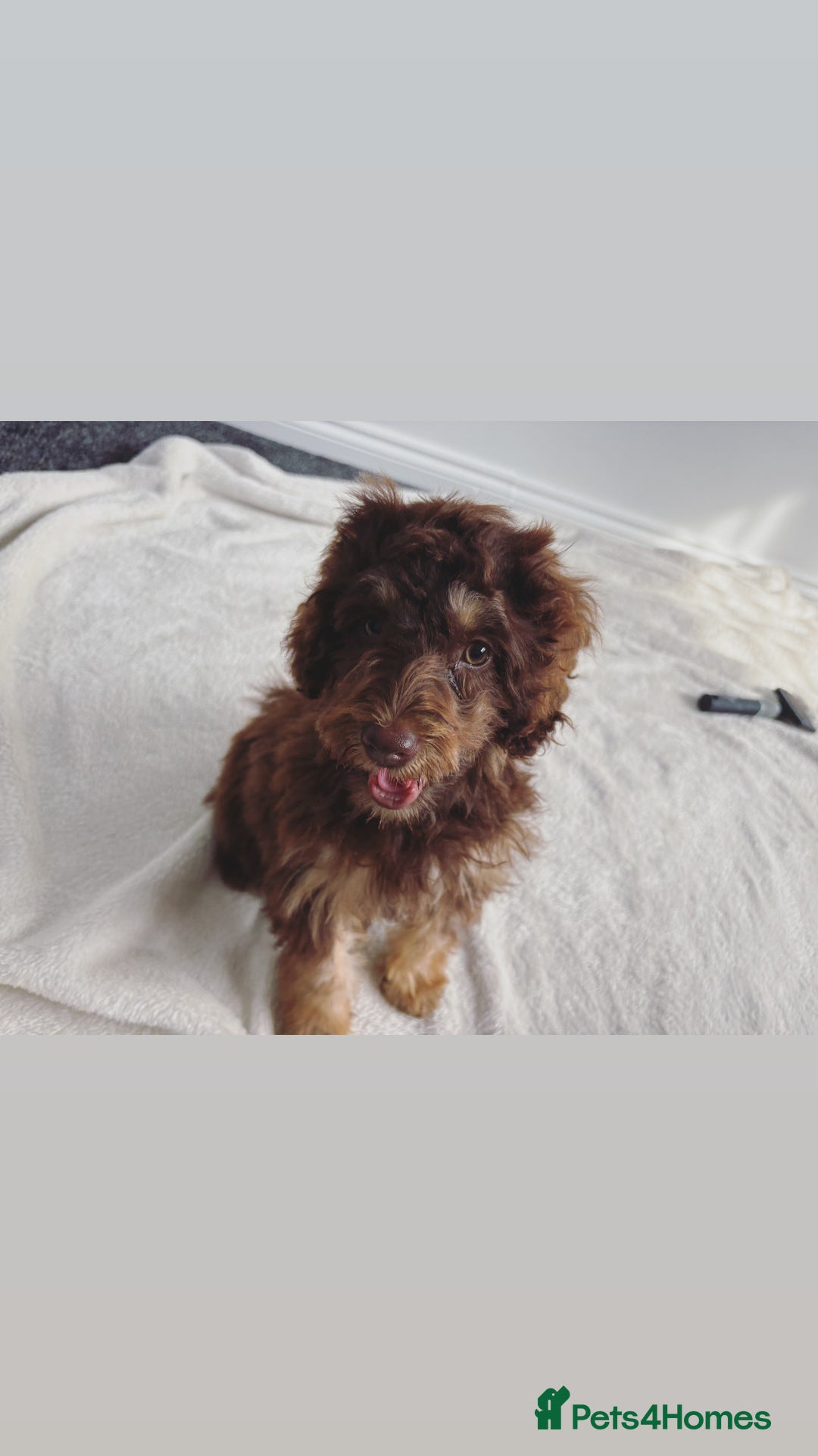 Cockapoo dogs for sale: Quality health tested miniature cockapoo girl! - Image 13