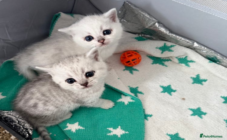 British Shorthair cats - Advert 13