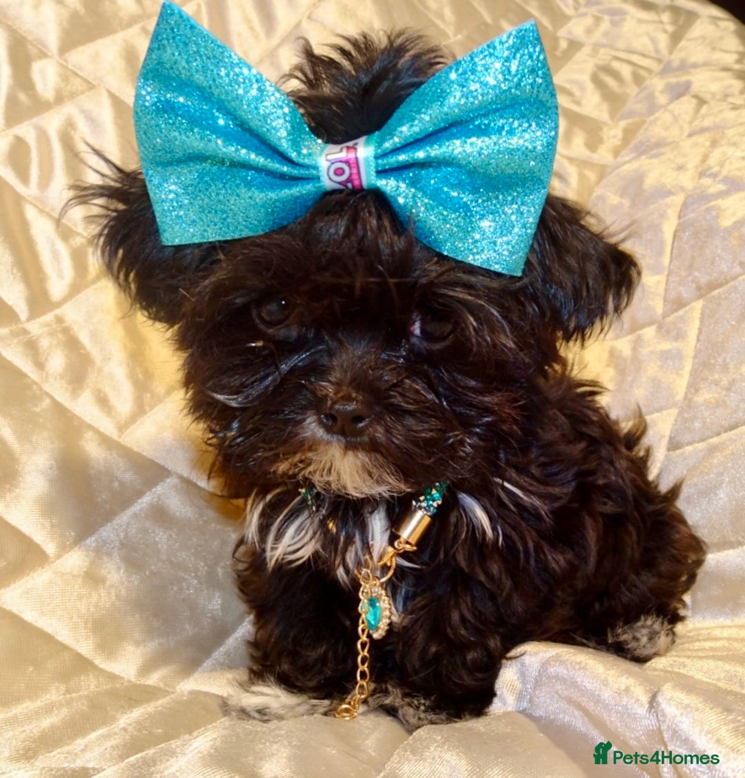 Maltipoo dogs for sale: **Micro Tiny F1 Maltese x Toy Poodle Maltipoo Pup* - Advert 10