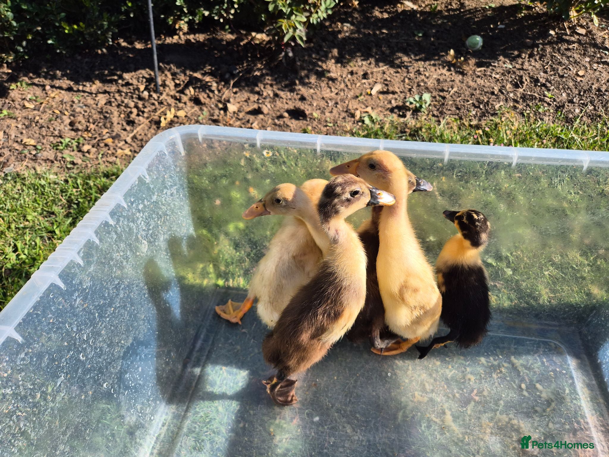 Ducks poultry Pure indian runner ducklings  - Advert 5