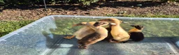 Ducks poultry for sale: Pure indian runner ducklings  - Advert 1