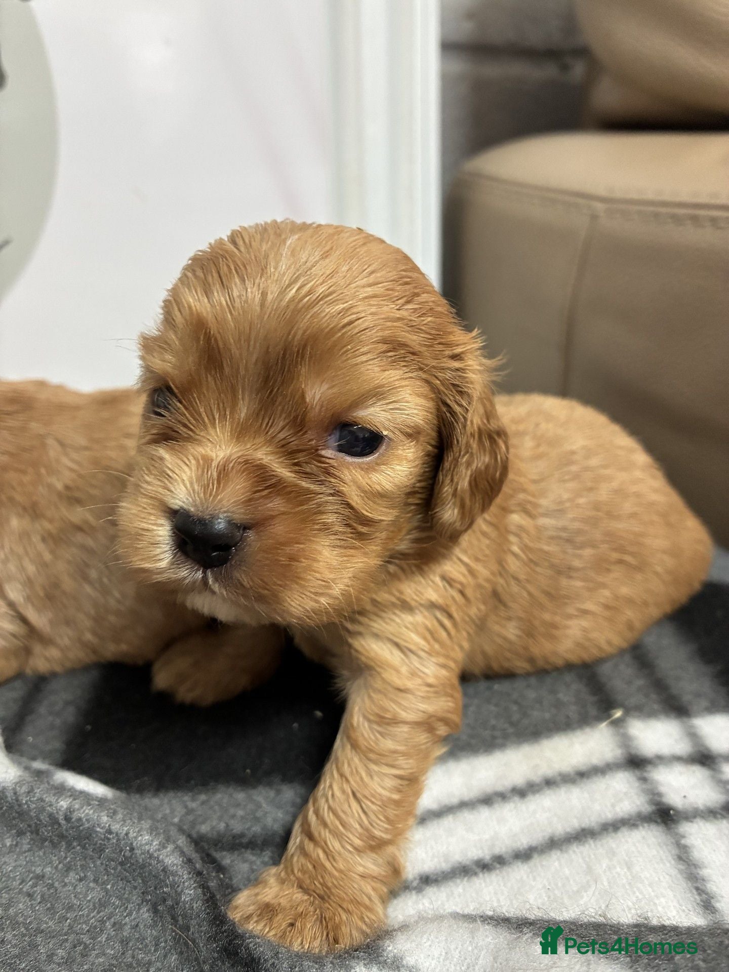 Cockalier dogs 🌟 Gorgeous Cockalier puppies 🌟 - Advert 2