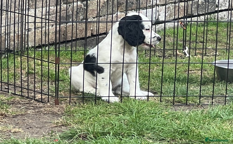 Cocker Spaniel dogs - Advert 2