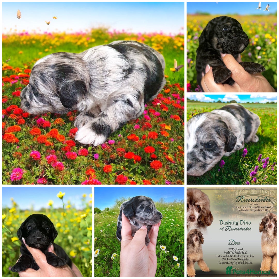 Cockapoo dogs for sale: Adorable Cockapoo puppies ready for reservation  - Image 1