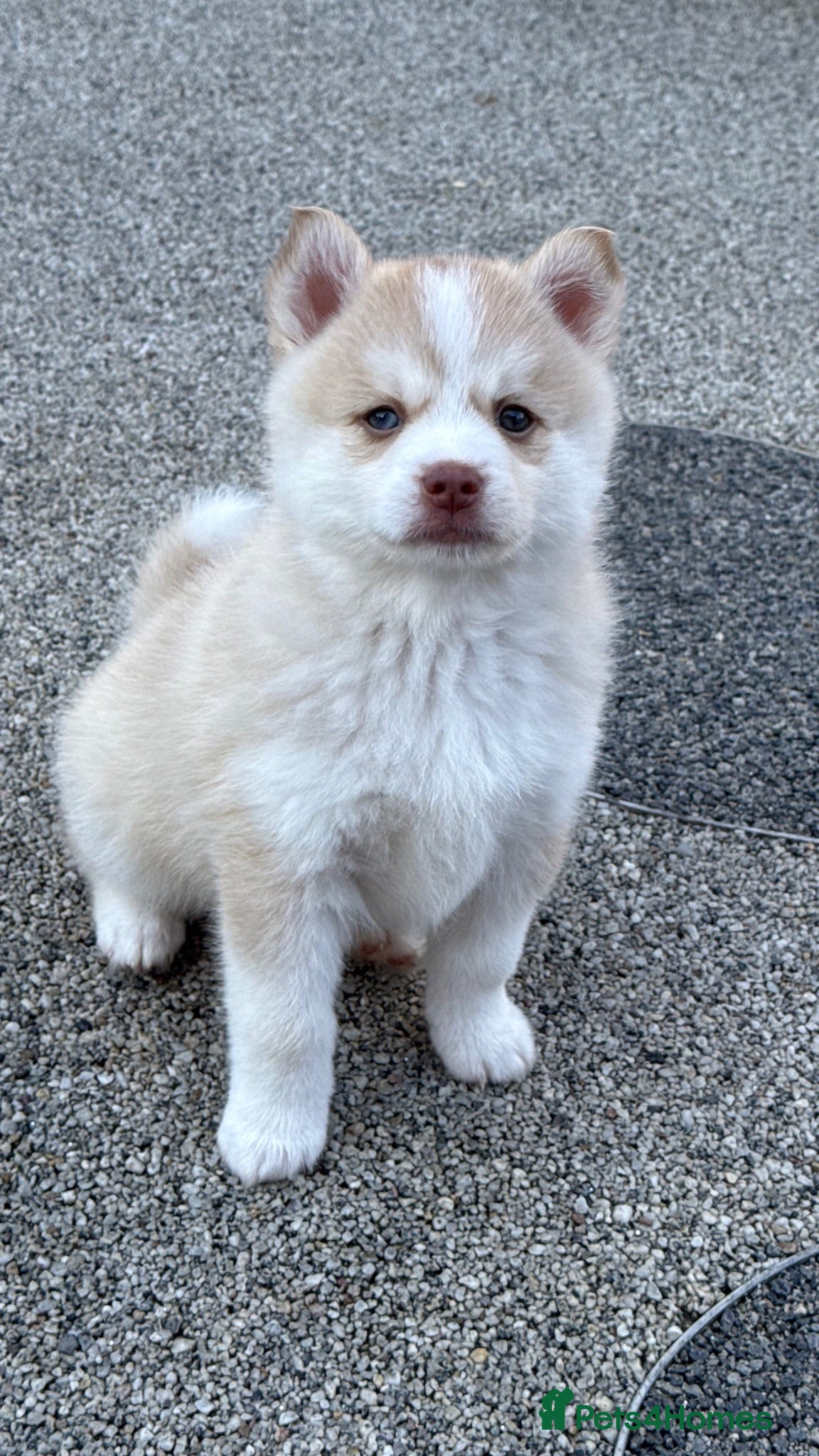 Pomsky dogs F4 Pomsky Puppies  - Advert 2