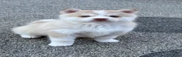 Pomsky dogs for sale: F4 Pomsky Puppies  - Advert 2
