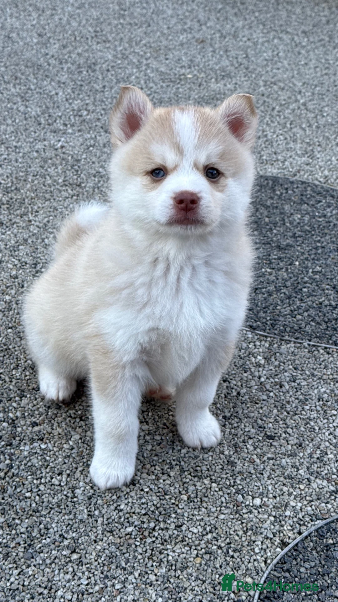 Pomsky dogs for sale: F4 Pomsky Puppies  - Advert 2
