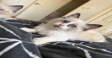 Ragdoll cats - Advert 4