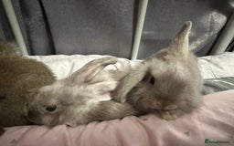Mixed Breed rabbits for sale: 4 male lionhead x mini lop - Image 3