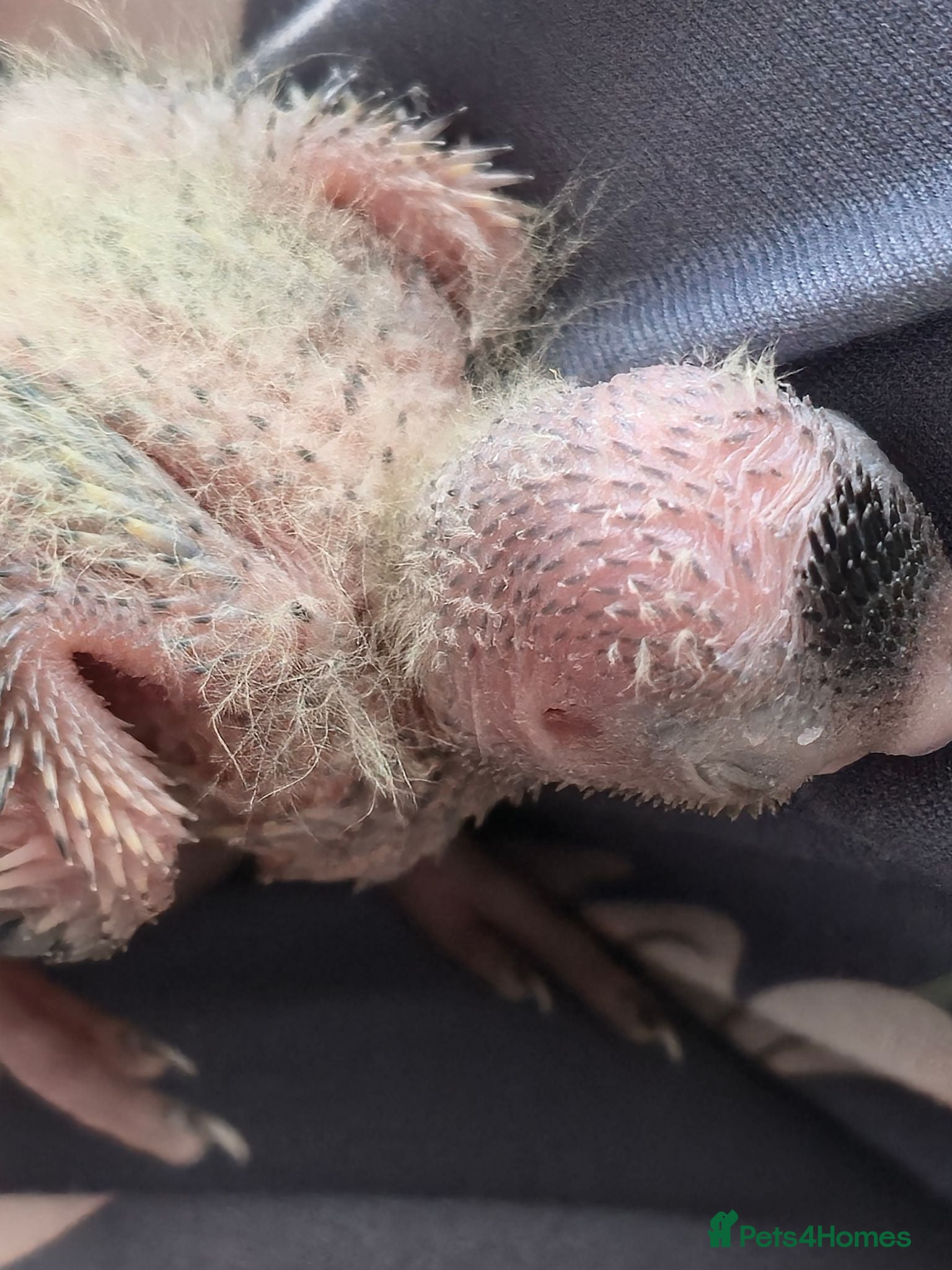 Cockatiels birds 4 Baby Cockatiels Looking for Loving Homes - Advert 2