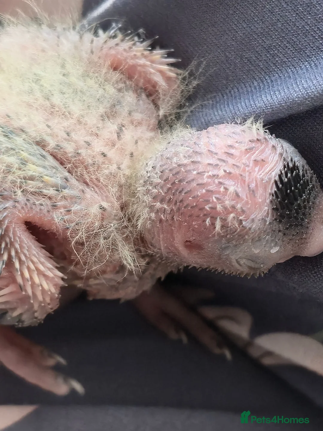 Cockatiels birds for sale: 4 Baby Cockatiels Looking for Loving Homes - Advert 2