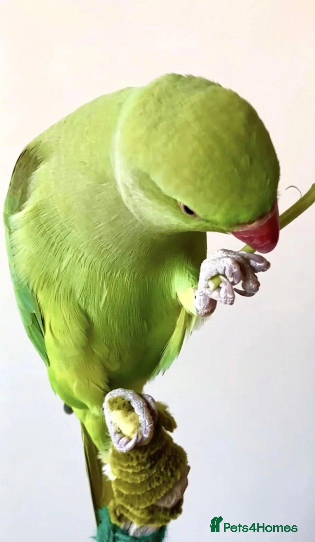 Parrots birds for sale: Baby tamed ring neck talking parrot  in Stratford-upon-Avon - Advert 4
