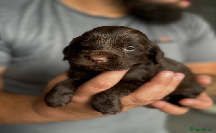Cockapoo dogs - Advert 1