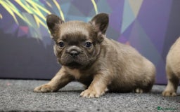 French Bulldog dogs for sale: Fluffy French Bulldog–Ready for Their Homes - Image 2