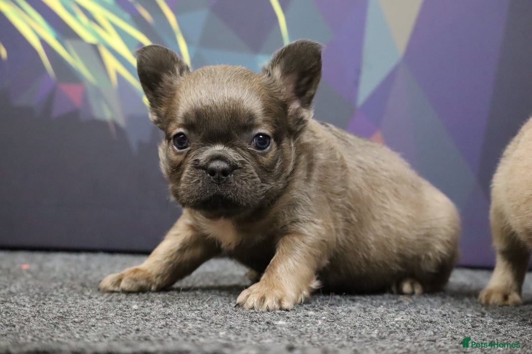 French Bulldog dogs for sale: Fluffy French Bulldog–Ready for Their Homes - Image 2
