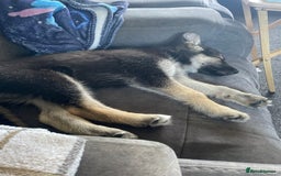 Shepsky dogs for sale: Gerbirian  shepskis - Image 20