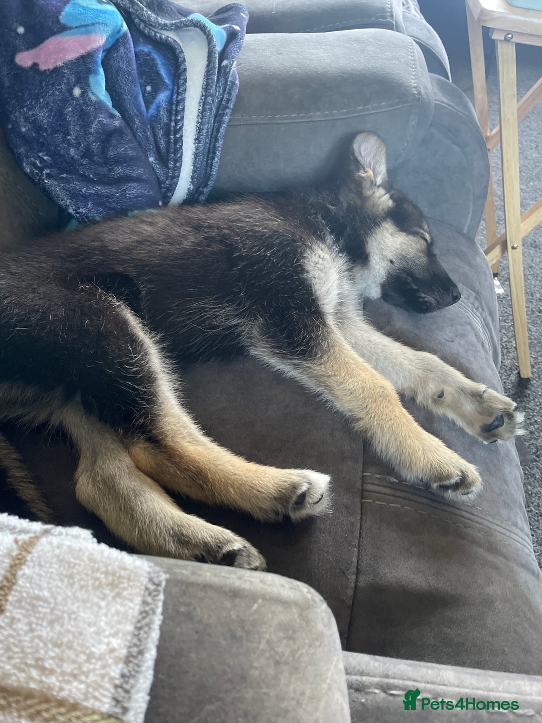 Shepsky dogs for sale: Gerbirian  shepskis - Image 20