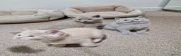 British Shorthair cats for sale: Beautiful British Shorthair Kittens 😻 - Advert 21