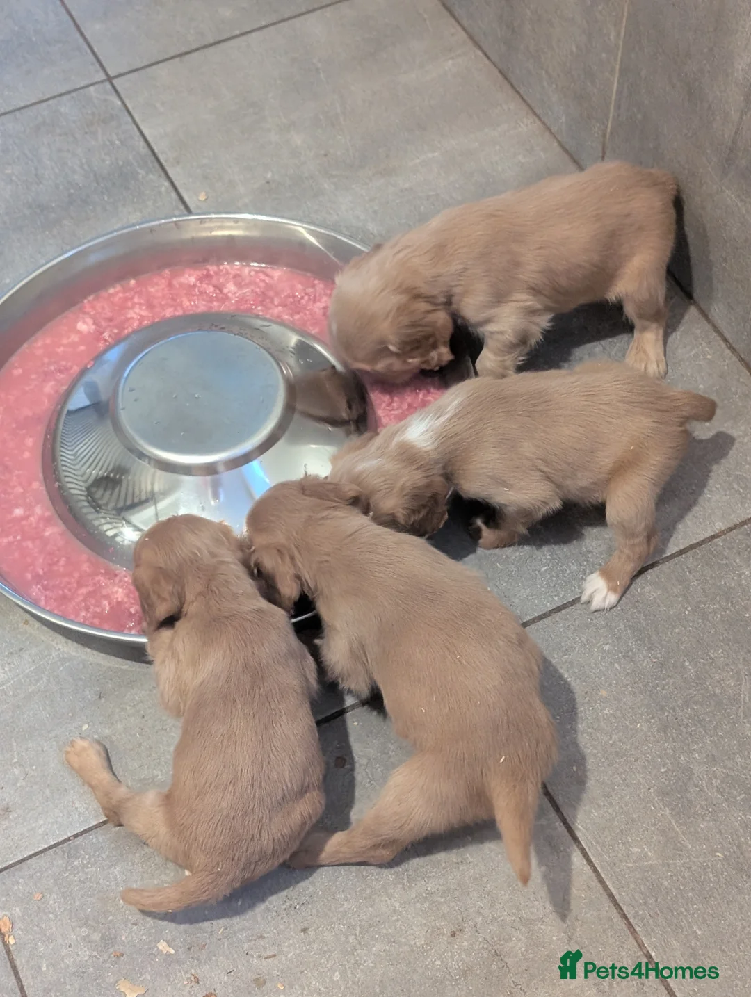 Cocker Spaniel dogs for sale: Pups from Health Tested Champion Trialling lines. - Advert 25