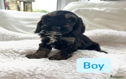 Cockapoo dogs for sale: Gorgeous F1 Cockapoo puppies - Image 6