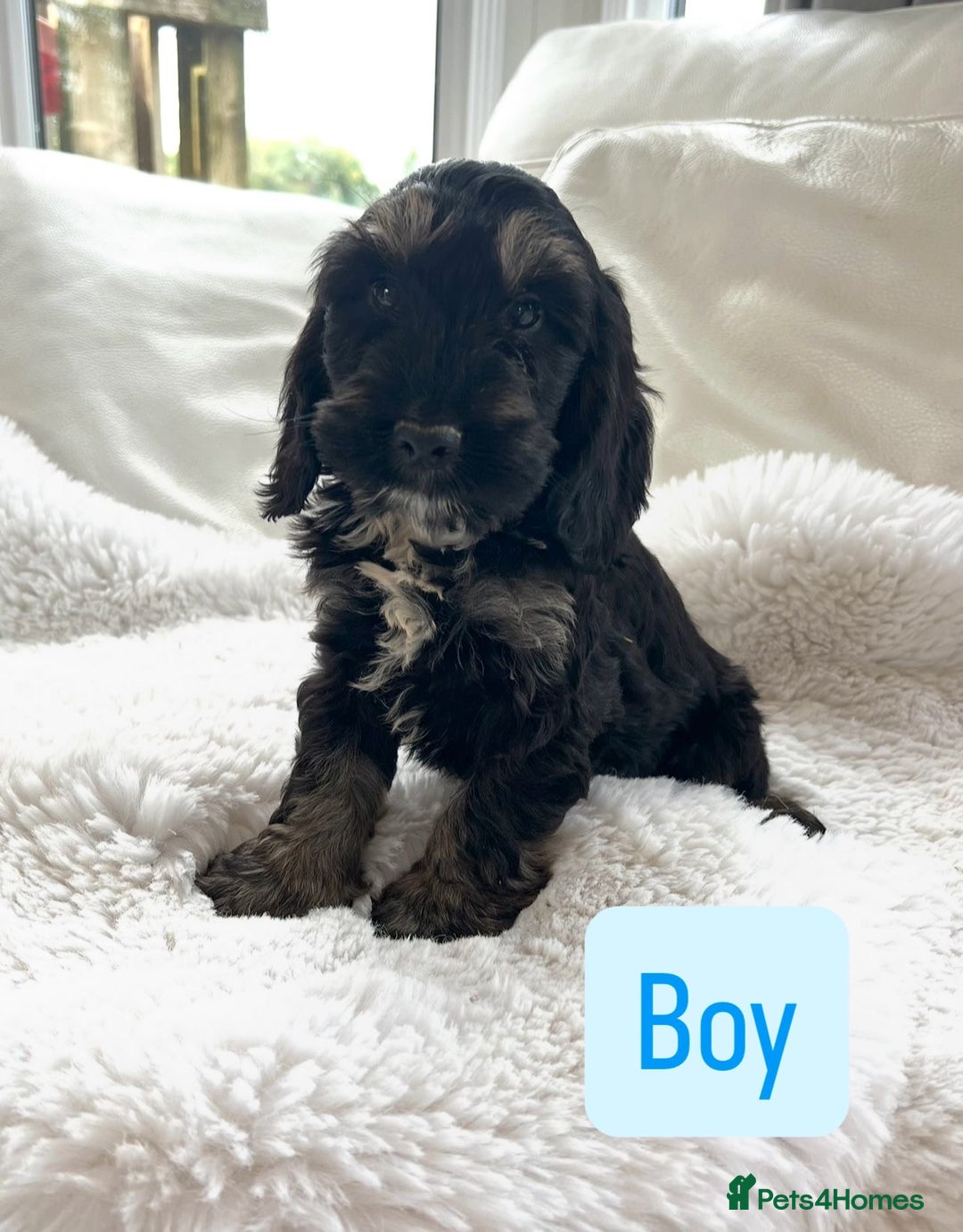 Cockapoo dogs for sale: Gorgeous F1 Cockapoo puppies - Image 6