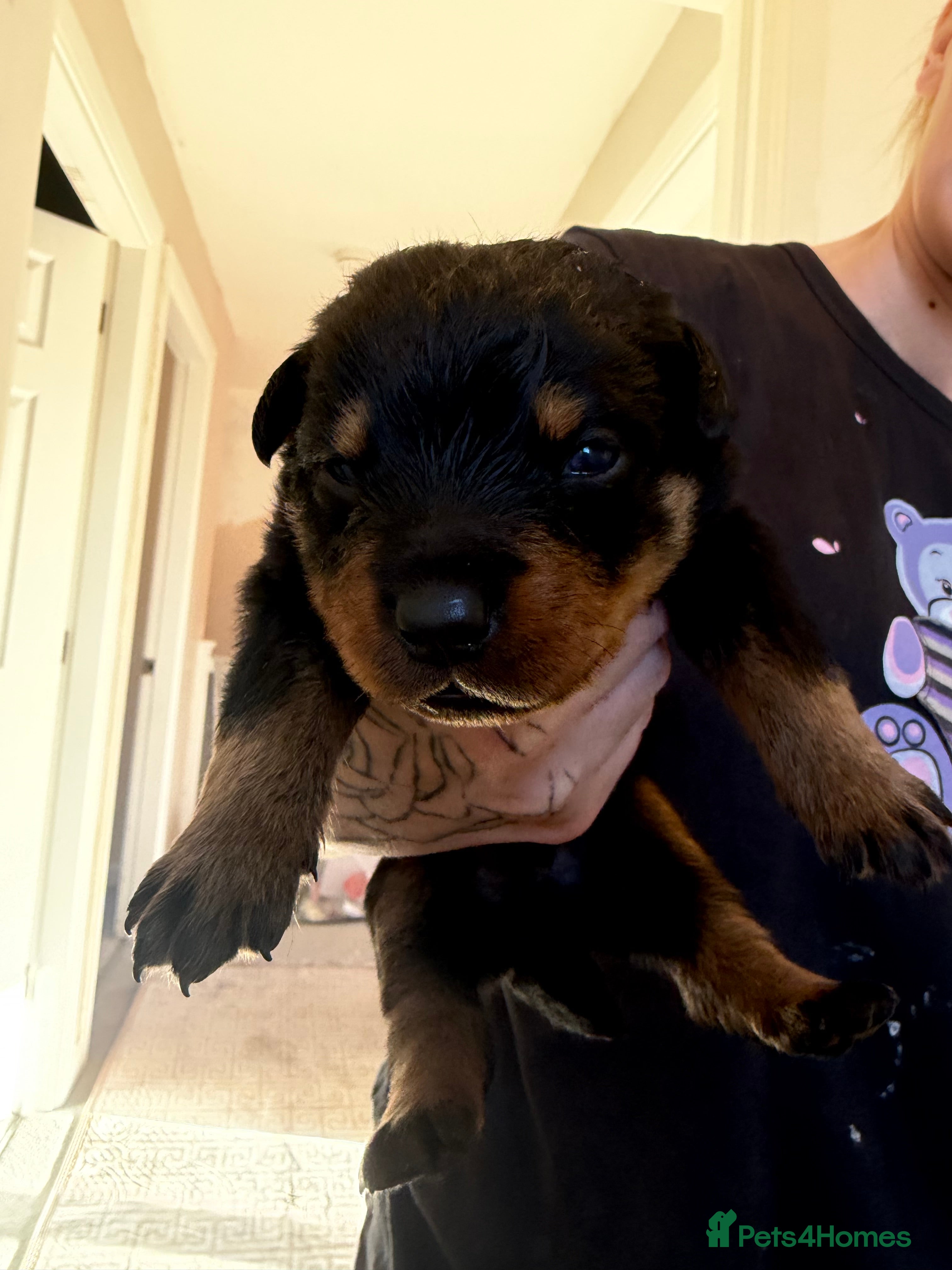 Rottweiler dogs Chunky Rottweiler puppies! - Advert 3