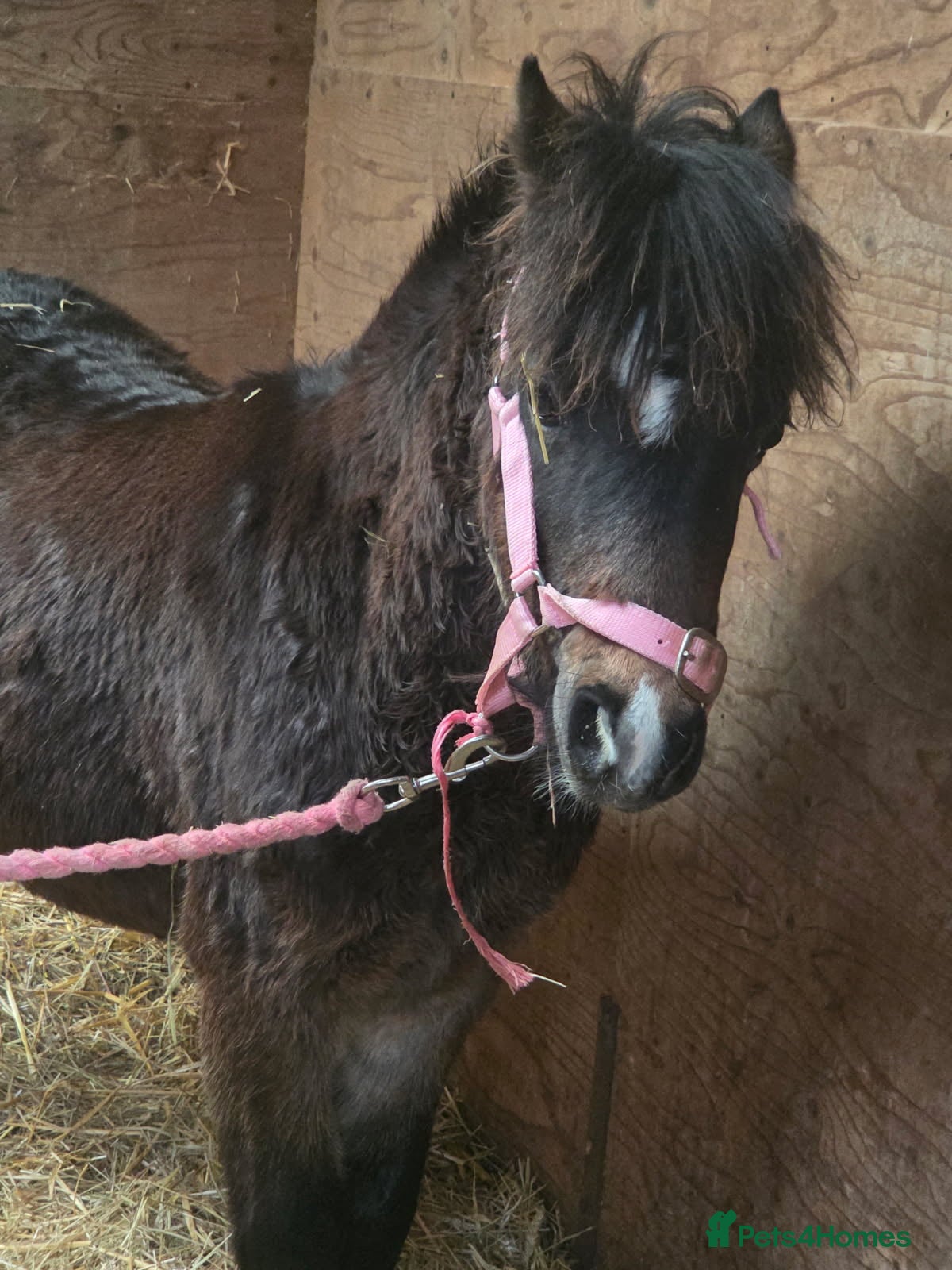 Welsh Section A horses Registered Welsh Sec A Filly - Advert 5