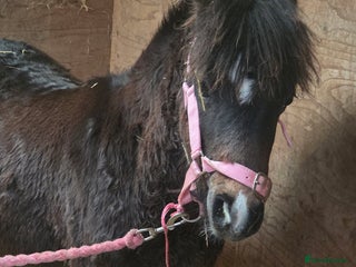 Welsh Section A horses Registered Welsh Sec A Filly - Advert 5