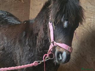 Welsh Section A horses Registered Welsh Sec A Filly - Advert 6