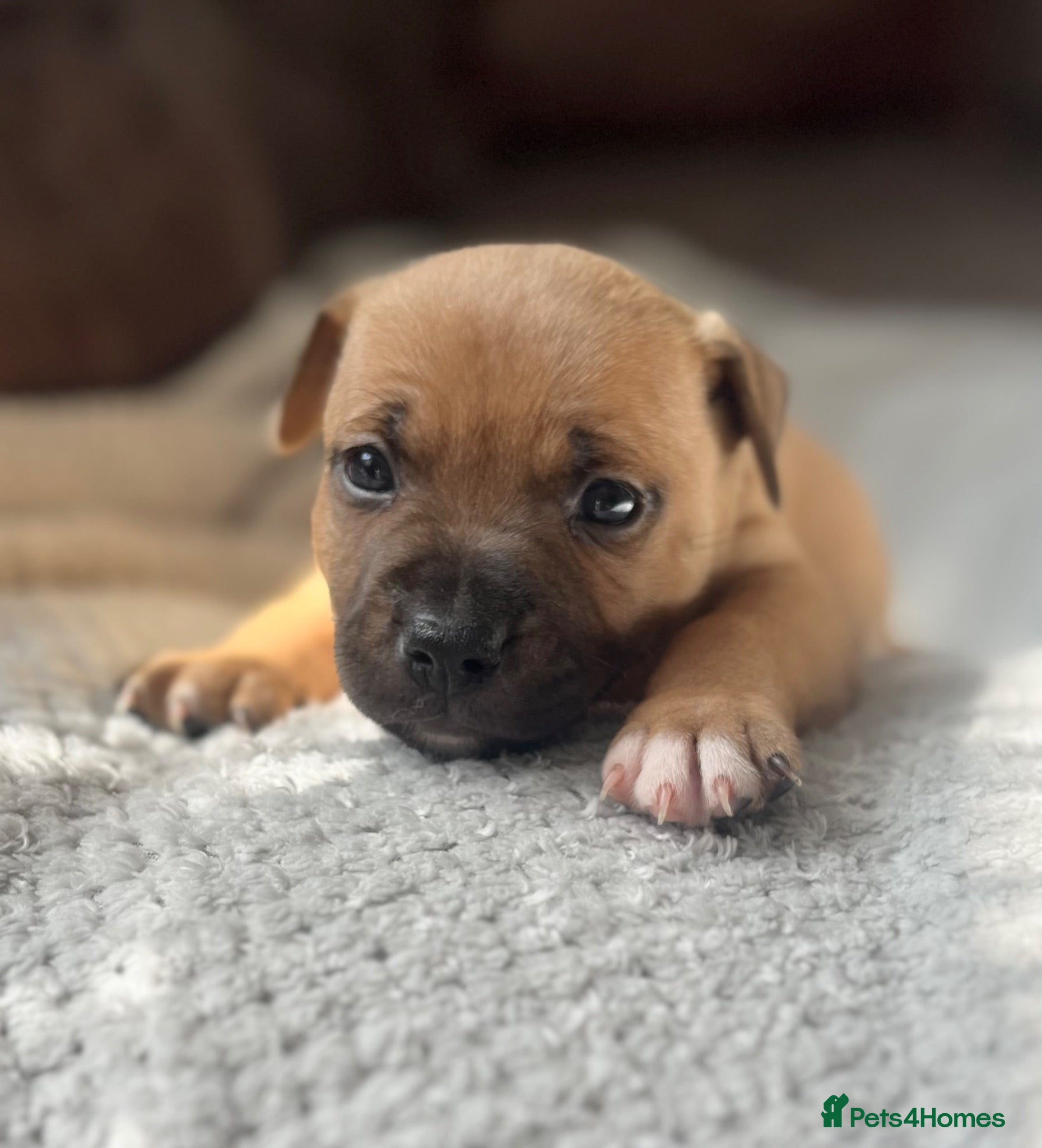 Staffordshire Bull Terrier dogs ❤️Beautiful red Staffordshire bull terrier puppies - Advert 7