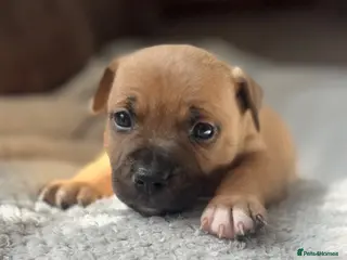 Staffordshire Bull Terrier dogs ❤️Beautiful red Staffordshire bull terrier puppies - Advert 7