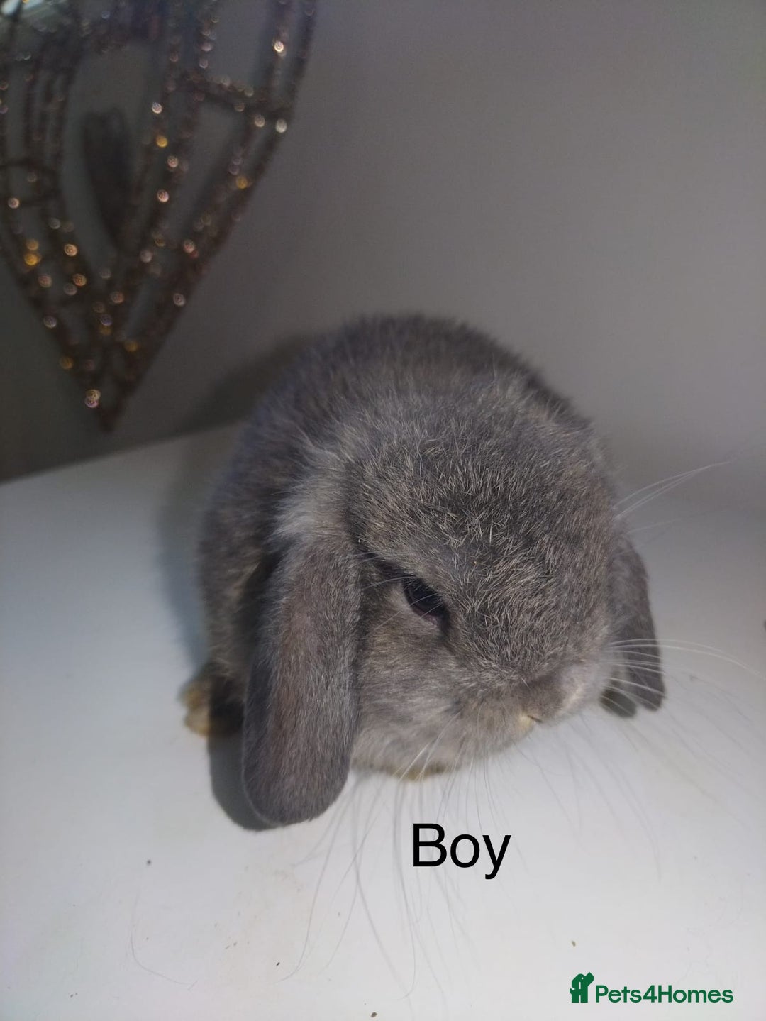 Mini Lop rabbits for sale: Mini lops available  - Advert 2