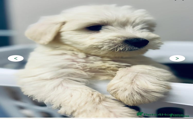 Miniature Schnauzer dogs - Advert 4