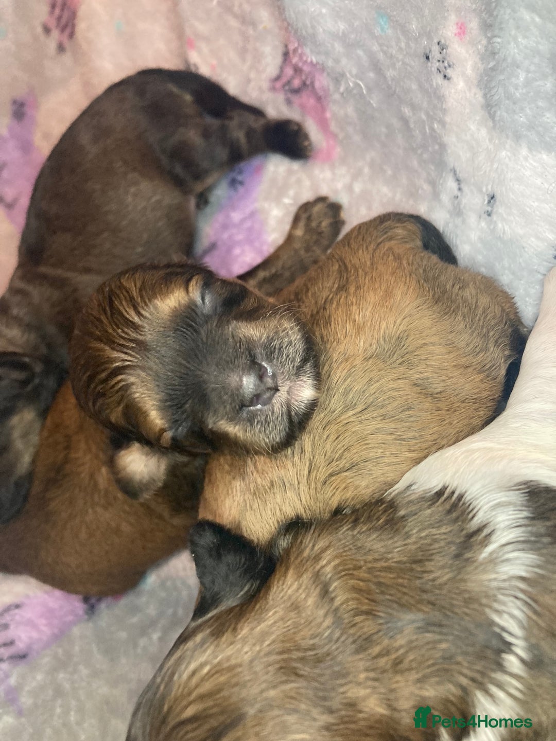 Shihpoo dogs for sale: Imperial Toy shihpoo puppies  - Image 11
