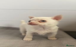 Chihuahua dogs for sale: XS Chocolate and Tan wrapped in Cream Boy  - Image 11