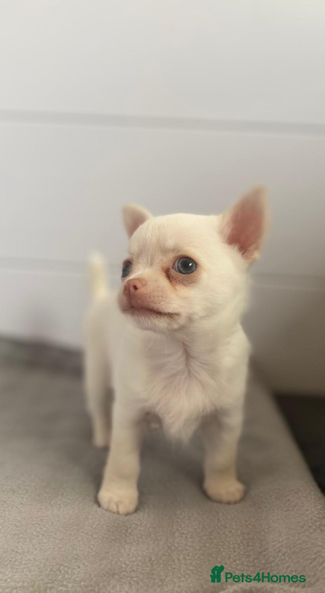Chihuahua dogs for sale: XS Chocolate and Tan wrapped in Cream Boy  - Image 11
