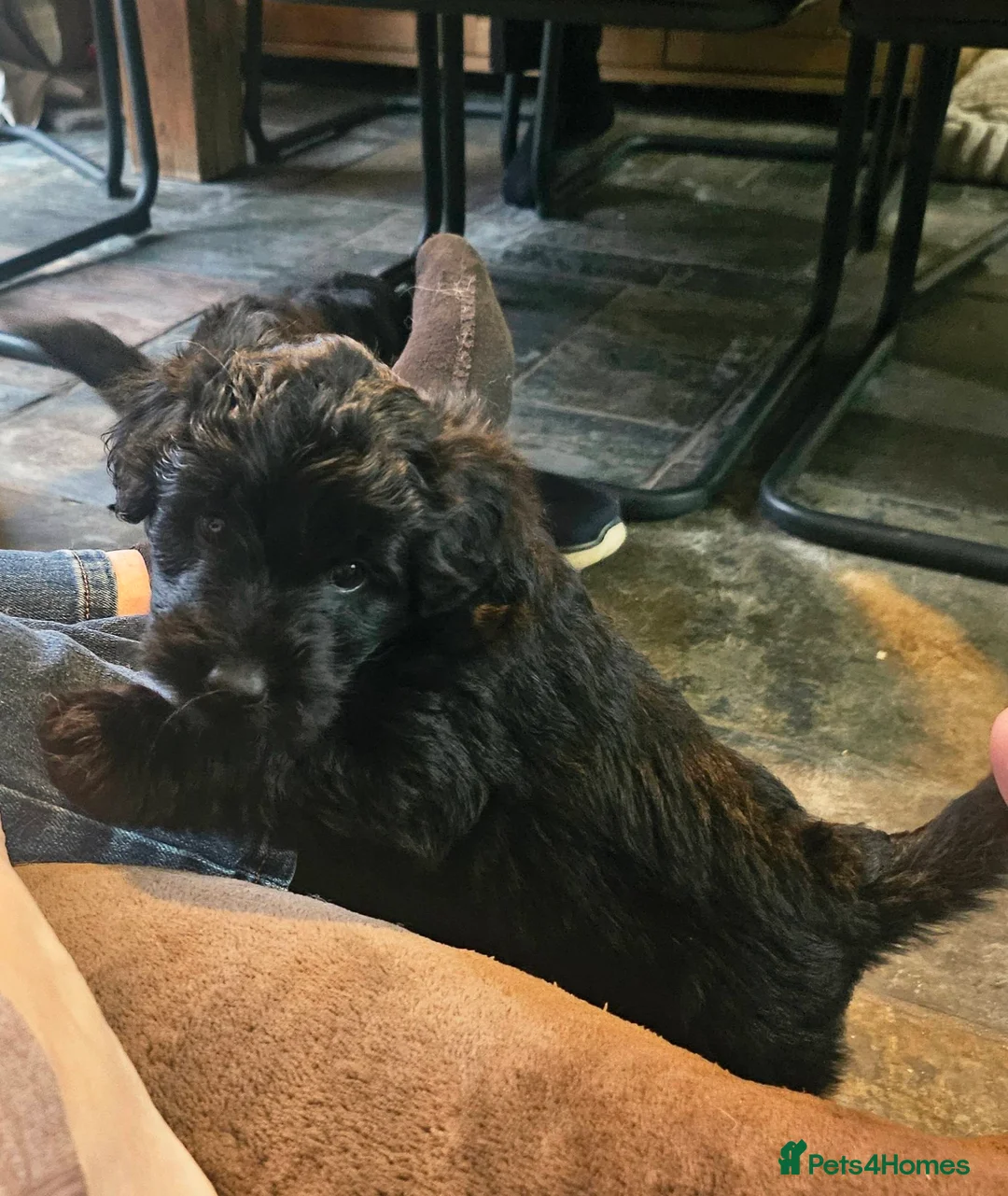 Bordoodle dogs for sale: The most wonderful Bordoodle puppies in the land! - Advert 5