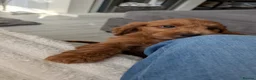 Cockapoo dogs for sale: Red and apricot cockedpoo puppys - Advert 11