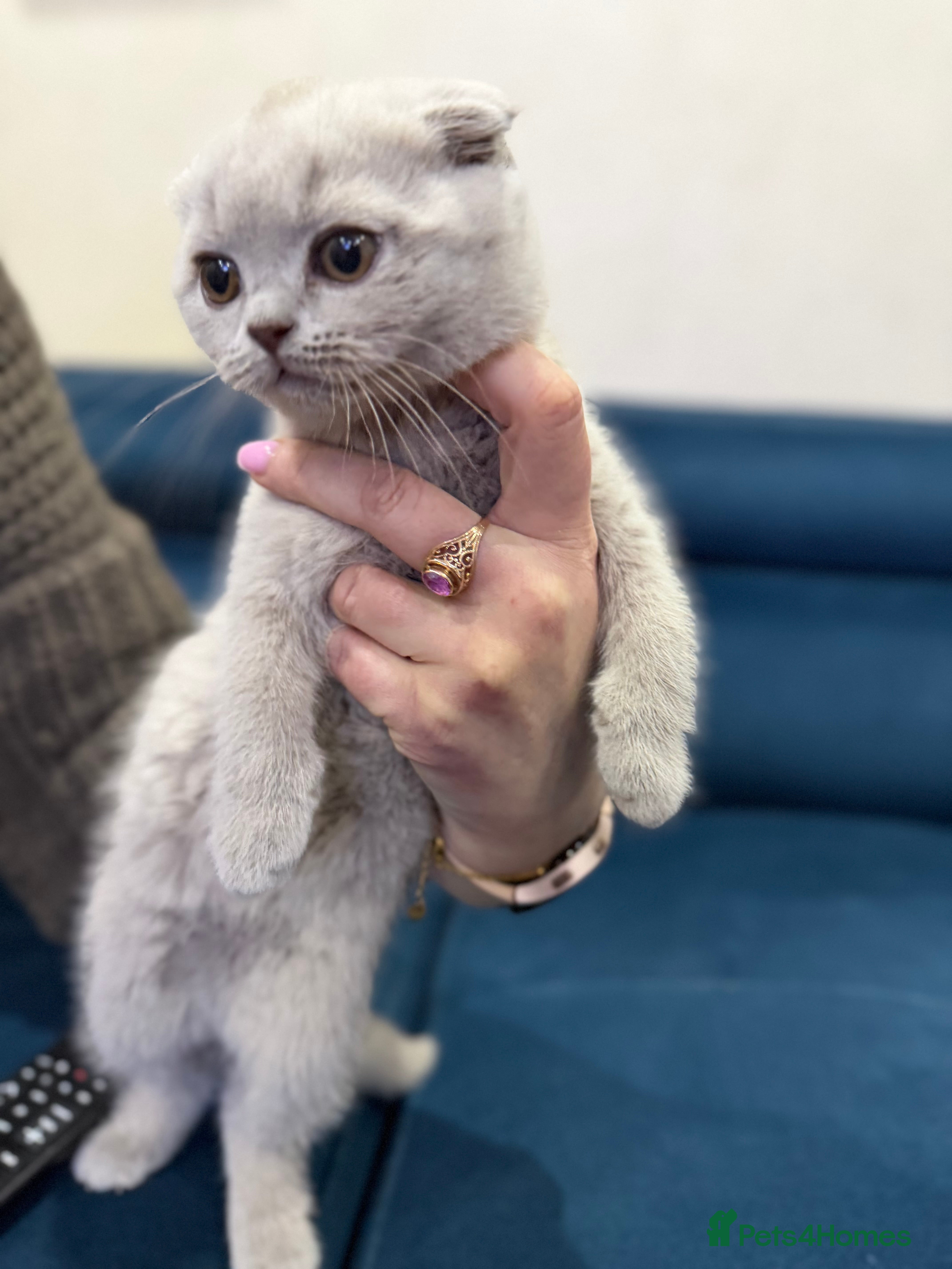 Scottish Fold cats 2 Scottish Fold Lilac Kittens for Sale - Advert 3