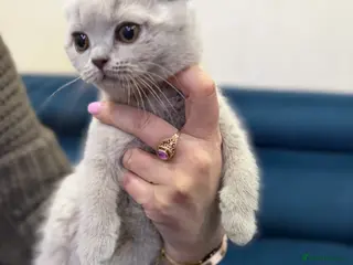 Scottish Fold cats 2 Scottish Fold Lilac Kittens for Sale - Advert 1