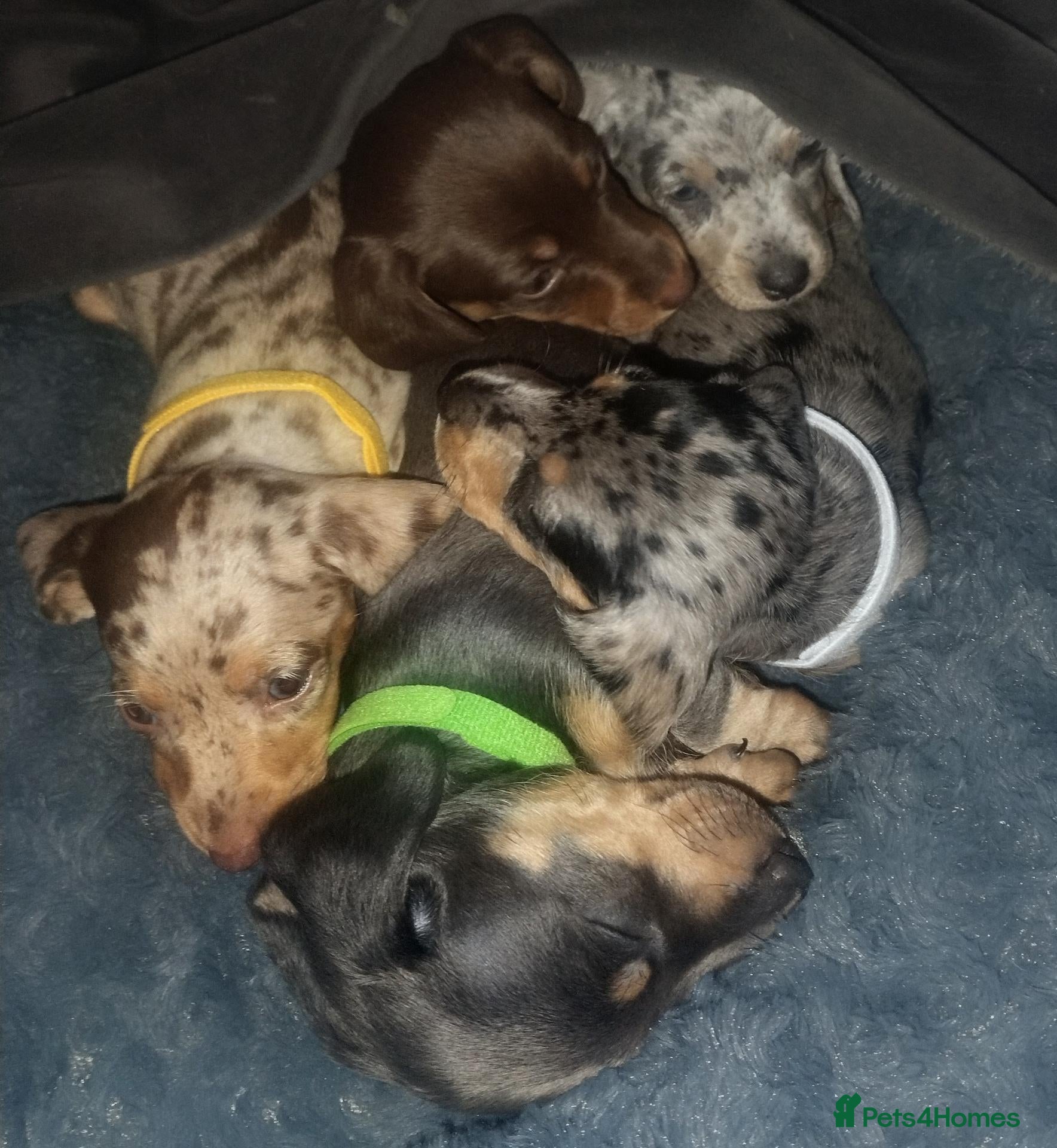 Miniature Dachshund dogs Miniature Dachshunds Pups. - Advert 7