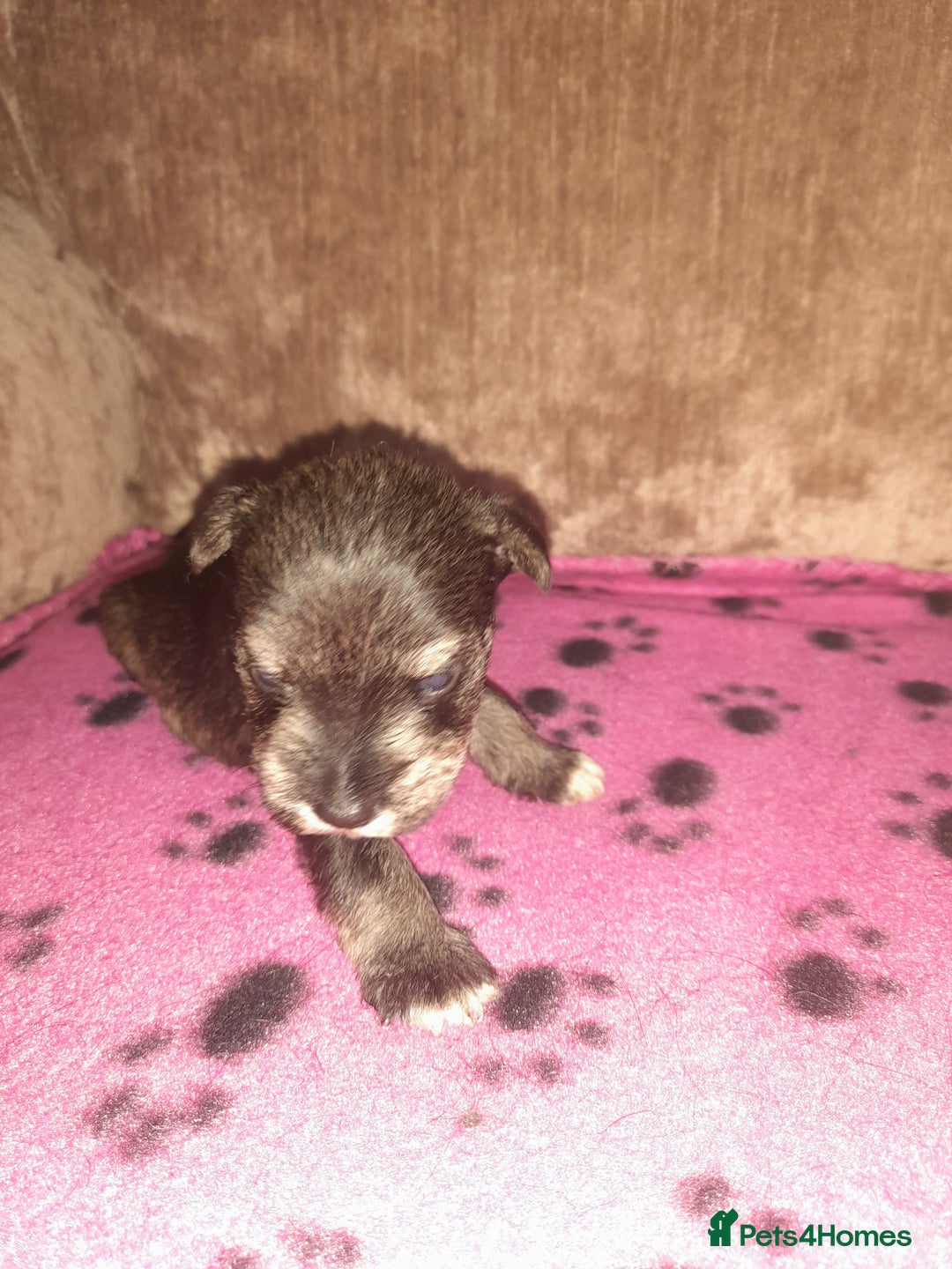 Mixed Breed dogs for sale: Snorkie pups - Image 9