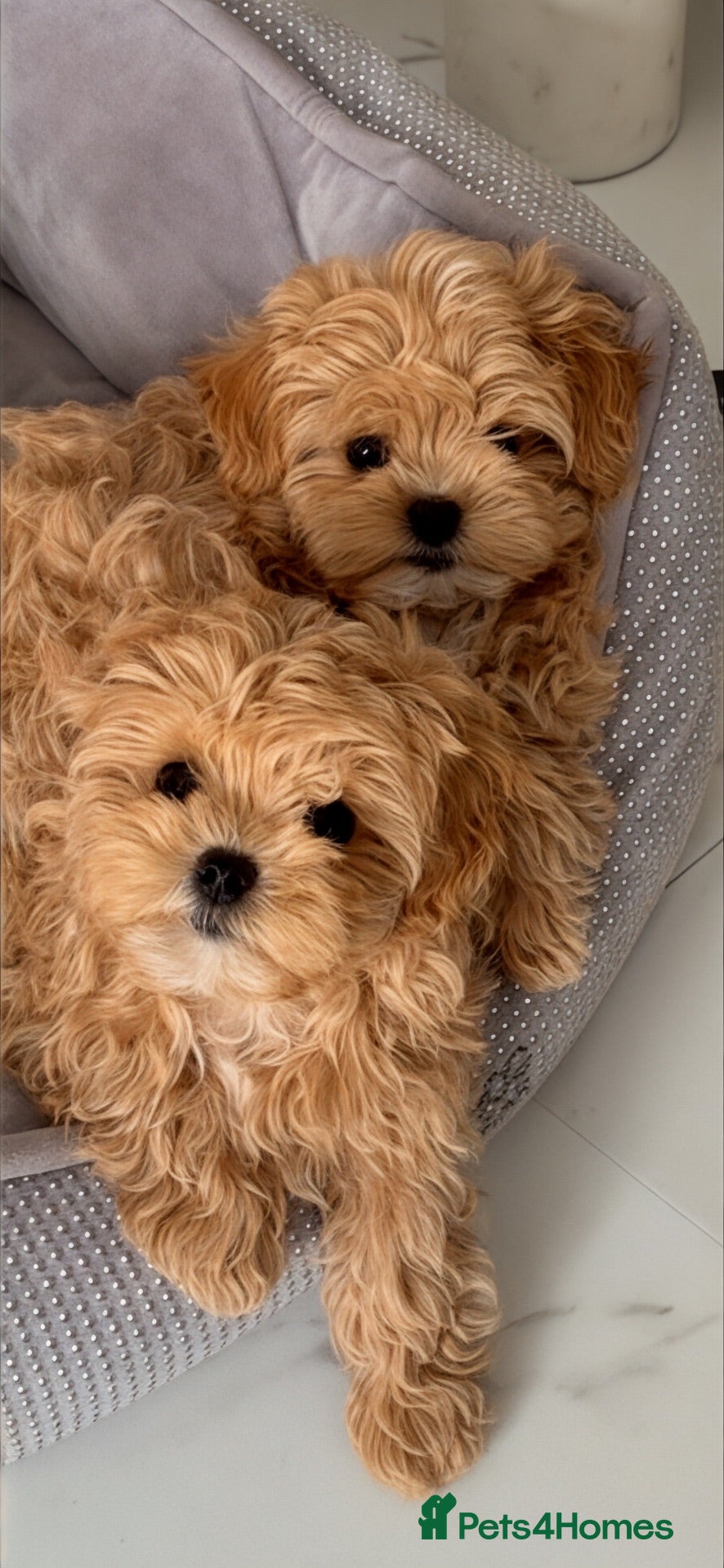 Maltipoo dogs 💎🧸  Quality Asian Maltipoo DNA clear💎🧸   - Advert 9