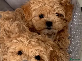 Maltipoo dogs 💎🧸 Quality Asian Maltipoo DNA clear💎🧸 - Advert 9