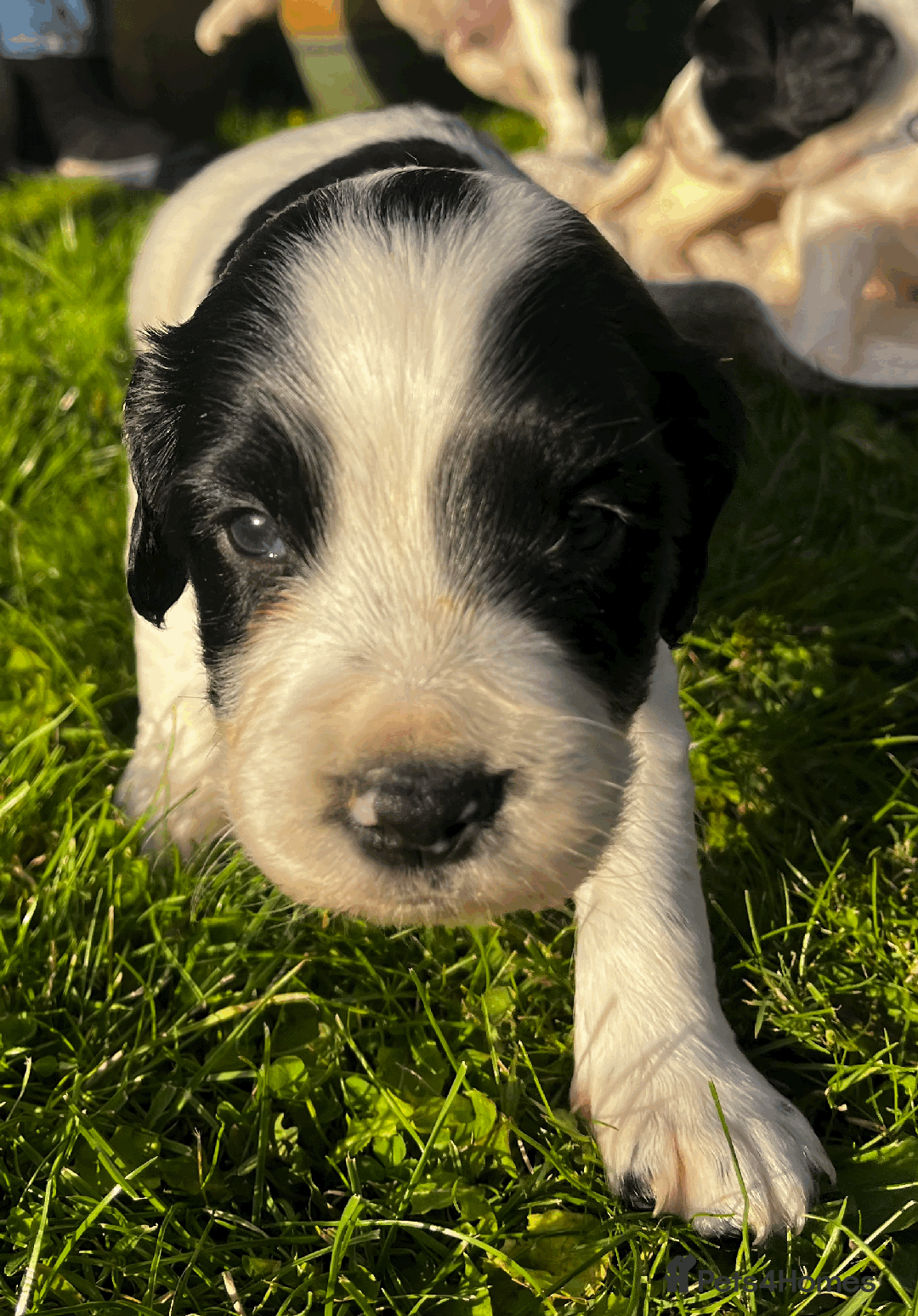 Sprocker dogs for sale: Sprocker Puppies - Image 31