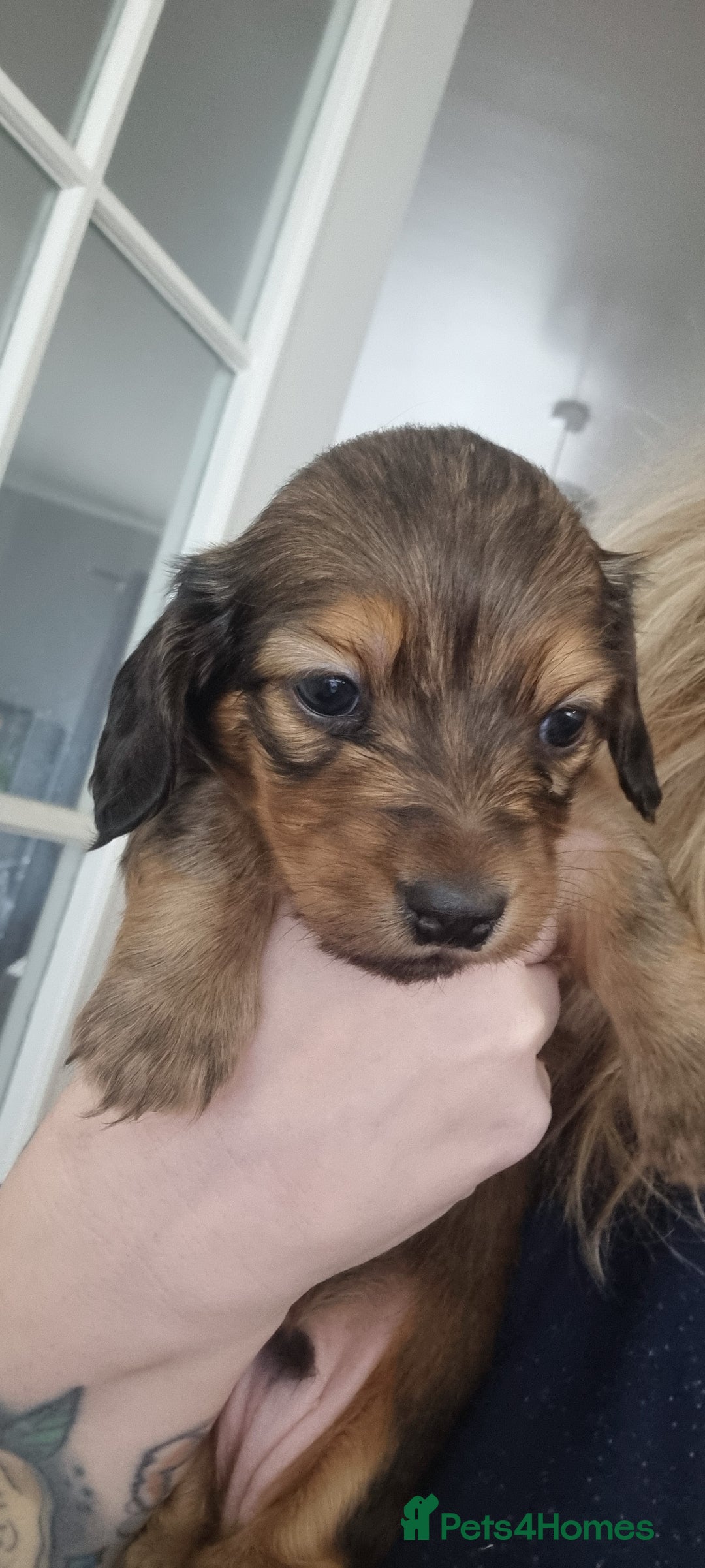 Miniature Dachshund dogs for stud: ee Cream Longhaired Miniature Dachshund for Stud in Helensburgh - Advert 13