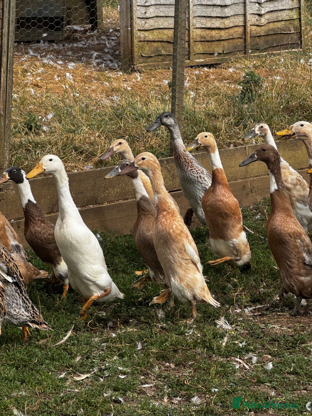 Ducks poultry for sale: Indian Runners, Call Ducks, Saxonys, Appleyards - Image 4