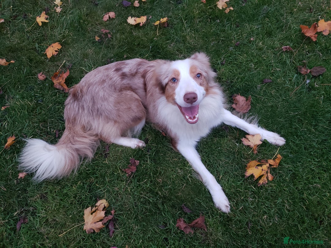 Border Collie dogs for sale: Mature Border Collie Females seeking new sofa - Image 1
